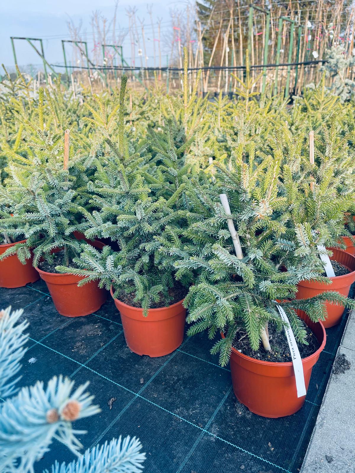 plant028 - Szkółka Ula Milczanowska